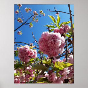 Affiche Arbre en fleurs rose cerise sauvage