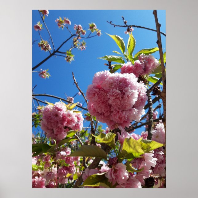 Affiche Arbre en fleurs rose cerise sauvage (Devant)