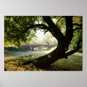 Affiche Arbre et pont dans le Central Park