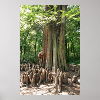 Affiche Arbre et racines