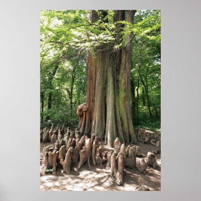 Affiche Arbre et racines (Devant)
