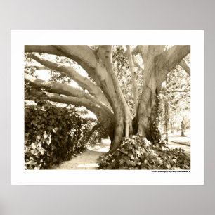 Affiche Arbre Fine Art Photo Noir Blanc Sépia Los Angeles 