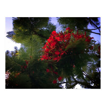 Arbre flamboyant