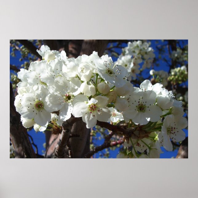 Affiche Arbre Fleurissant aux Fleurs Blanches II Printemps (Devant)