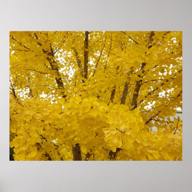 Affiche Arbre Gingko en Automne (Devant)