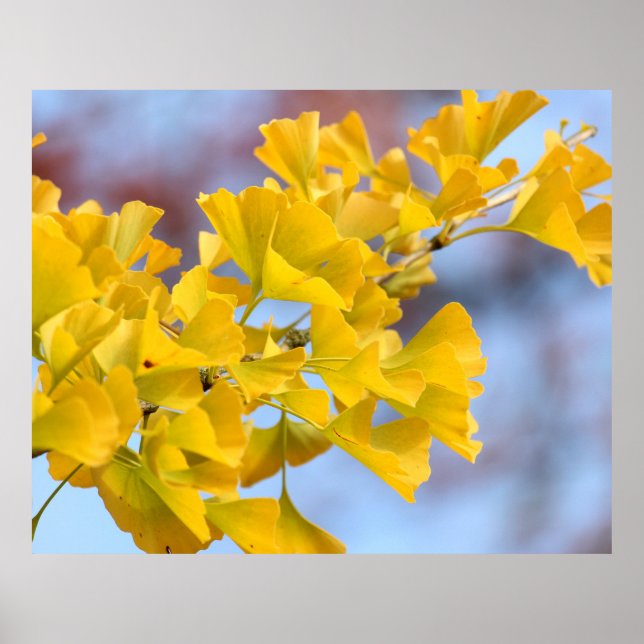 Affiche Arbre Ginkgo Feuille jaune (Devant)