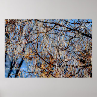 Affiche Arbre givré d'hiver