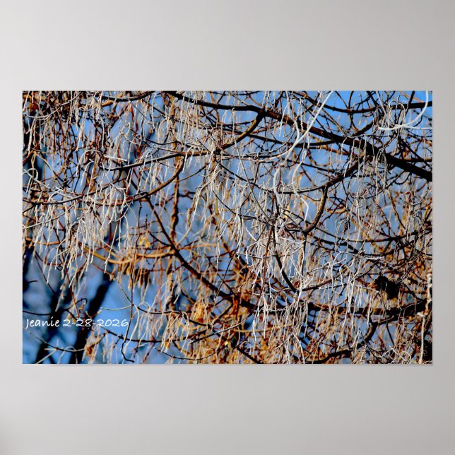 Affiche Arbre givré d'hiver (Devant)