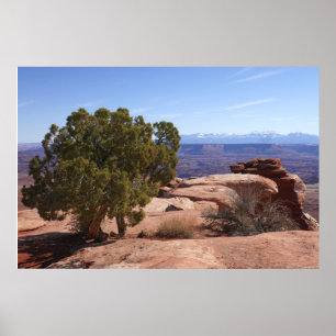 Affiche Arbre hors des rochers rouges II à Canyonlands