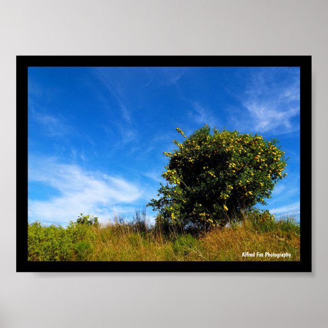 Affiche Arbre Mandarin Solitaire (Devant)