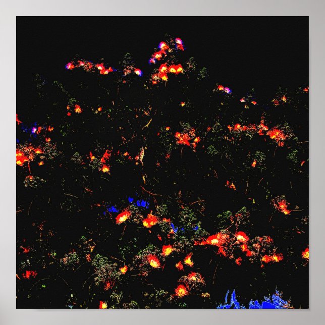 Affiche Arbre Mimosa (Devant)