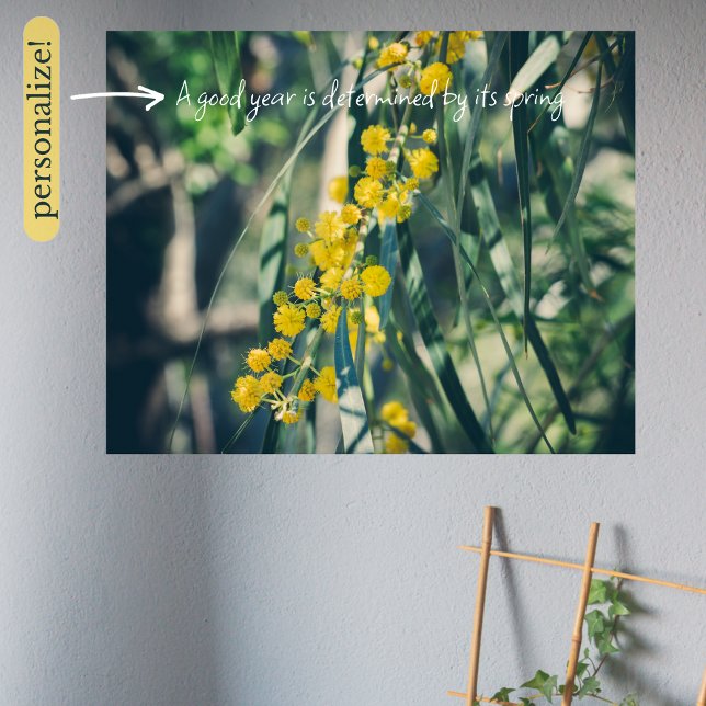 Affiche Arbre Mimosa aux fleurs jaunes (Créateur téléchargé)
