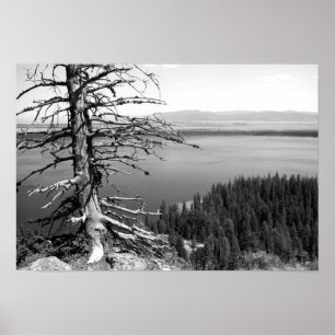 Affiche Arbre mort, Jenny Lake, Grand Teton, Wyoming