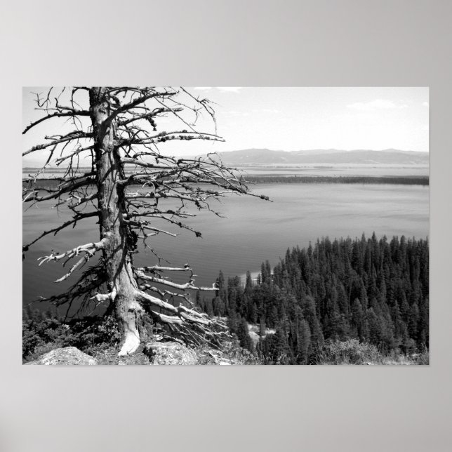 Affiche Arbre mort, Jenny Lake, Grand Teton, Wyoming (Devant)