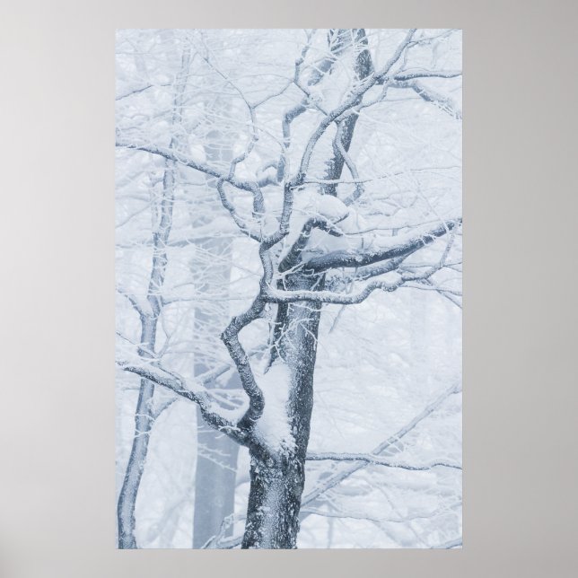 Affiche Arbre neige congelé (Devant)
