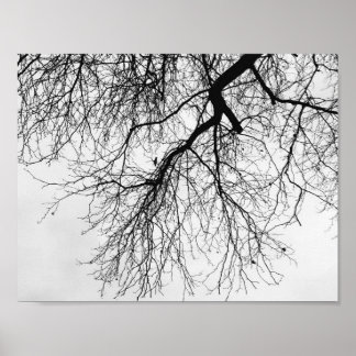Affiche Arbre Noir et blanc