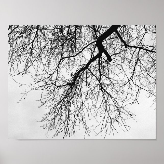 Affiche Arbre Noir et blanc (Devant)