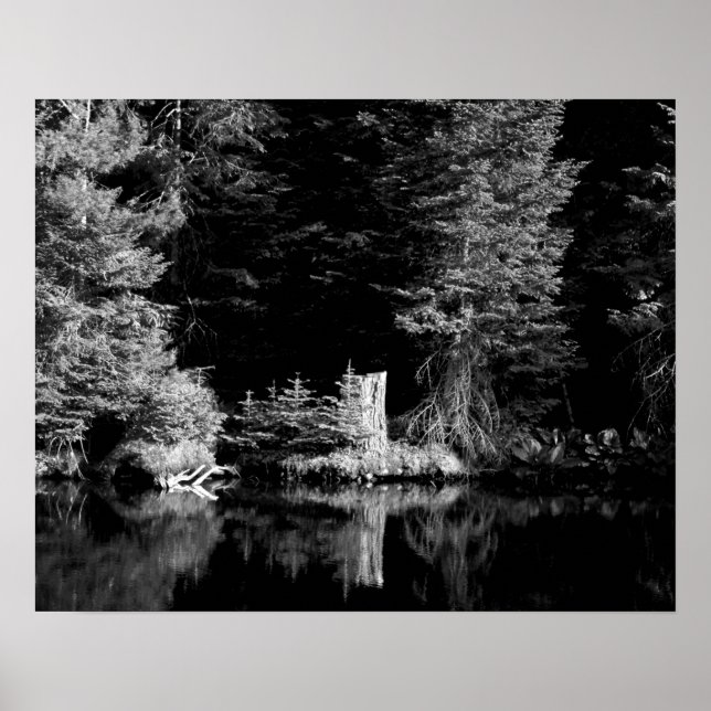 Affiche Arbre noir et blanc Reflet dans l'eau 16x20 (Devant)