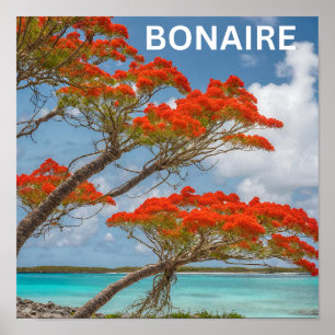 Affiche Arbre Poinciana à bonaire magnifique