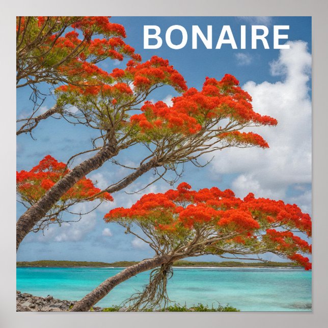 Affiche Arbre Poinciana à bonaire magnifique (Devant)