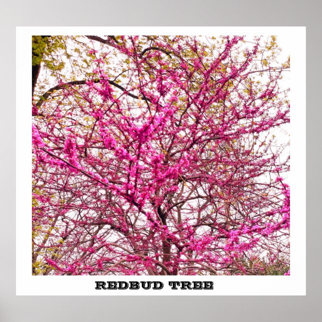 AFFICHE ARBRE REDBUT (Devant)