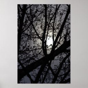 Affiche Arbre rétroéclairé