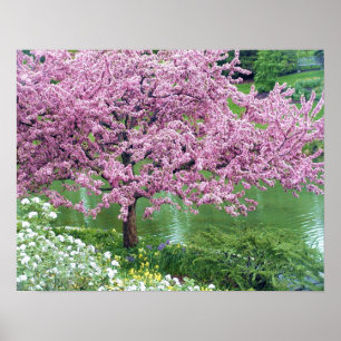 Affiche Arbre rose à fleurs sur l'eau