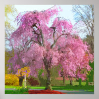 Arbre rose florant au printemps