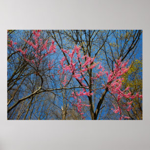 Affiche Arbre rouge (Cercis) en floraison au printemps