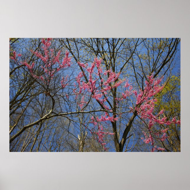 Affiche Arbre rouge (Cercis) en floraison au printemps (Devant)