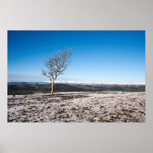 Affiche Arbre Scout Scar Vieux homme de Coniston arrière -