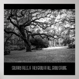 Affiche Arbre solitaire