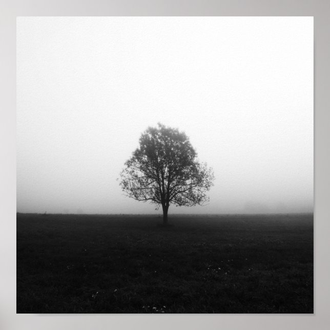 Affiche Arbre solitaire dans le brouillard noir et blanc (Devant)