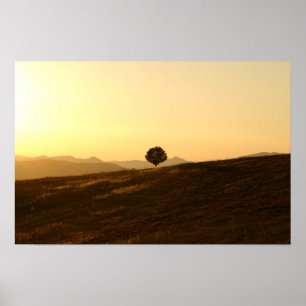 Affiche Arbre solitaire dans un champ