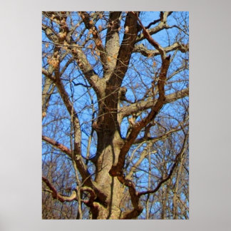 Affiche Arbre solitaire en hiver