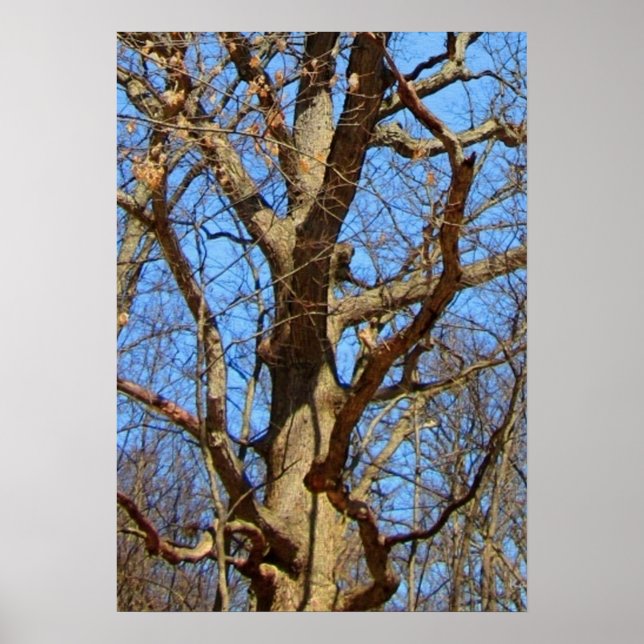 Affiche Arbre solitaire en hiver (Devant)