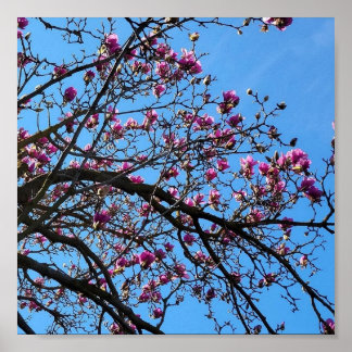 Affiche Arbre tulipe en fleur