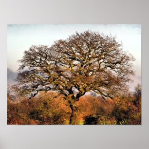 AFFICHE ARBRES