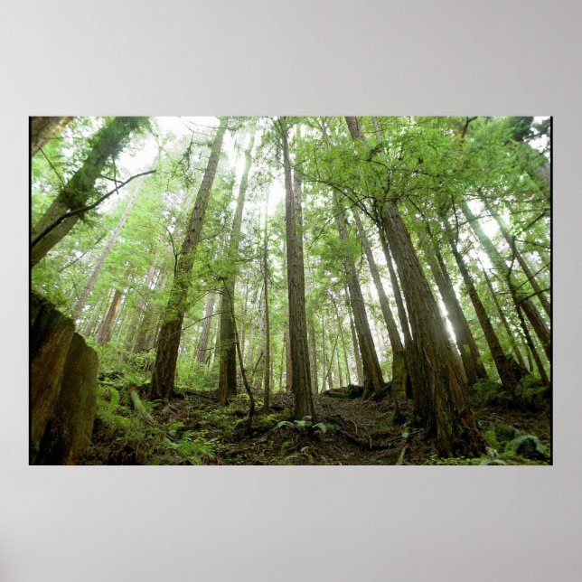 Affiche arbres (Devant)