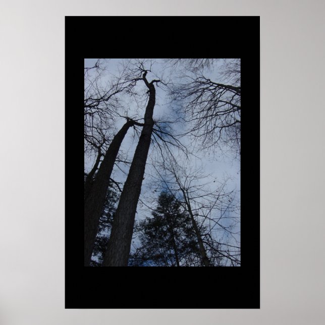 Affiche arbres (Devant)