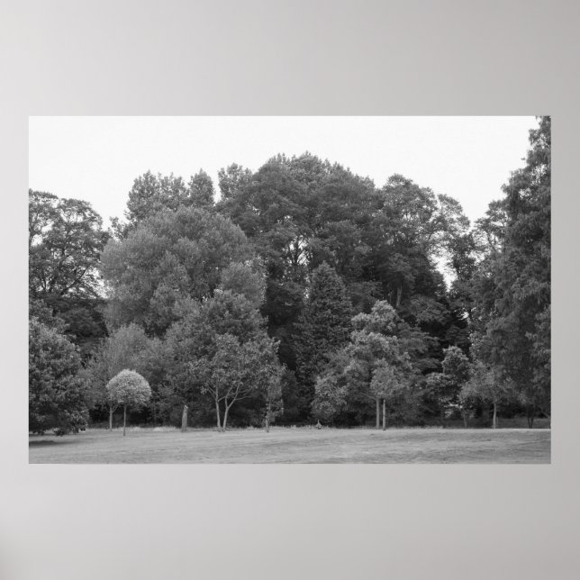 Affiche Arbres à Bute Park, Cardiff - BW (Devant)