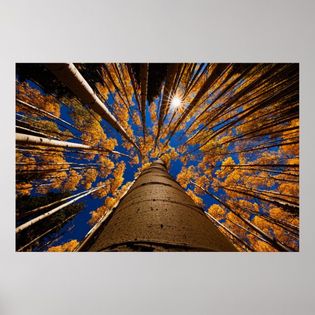 Affiche Arbres à Flagstaff, Arizona (San Francisco Peaks) (Devant)
