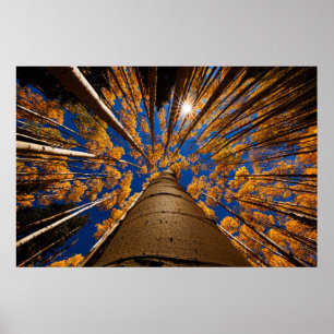 Affiche Arbres à la hampe de drapeaux, Arizona (crêtes de