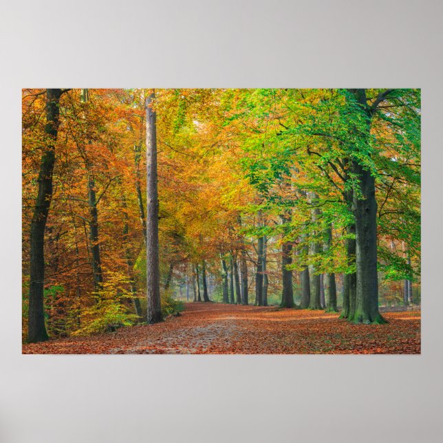 Affiche Arbres avec feuillage d'automne dans une forêt (Devant)