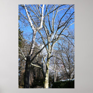 Affiche Arbres blancs