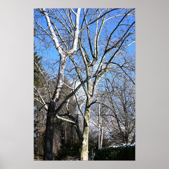 Affiche Arbres blancs (Devant)