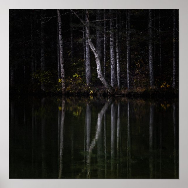 Affiche Arbres blancs se reflétant dans le lac (Devant)