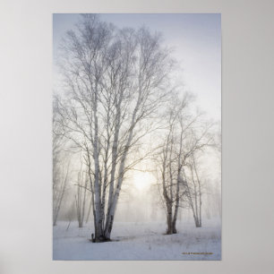 Affiche Arbres blancs un jour de Milou