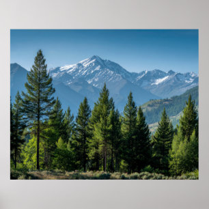Affiche Arbres Conifères avec Arrière-plan Montagneux