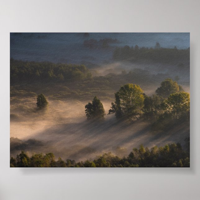 Affiche Arbres dans le brouillard du matin (Devant)